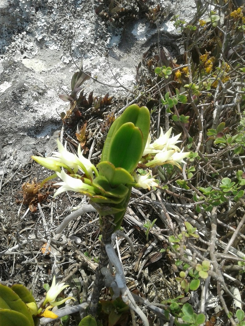 Cyrtorchis arcuata photo 8