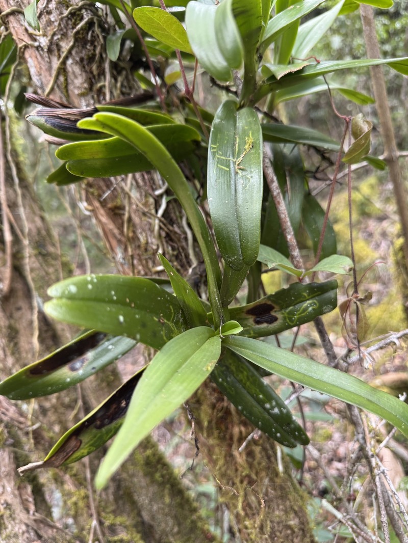 Cyrtorchis arcuata subsp. arcuata photo 2