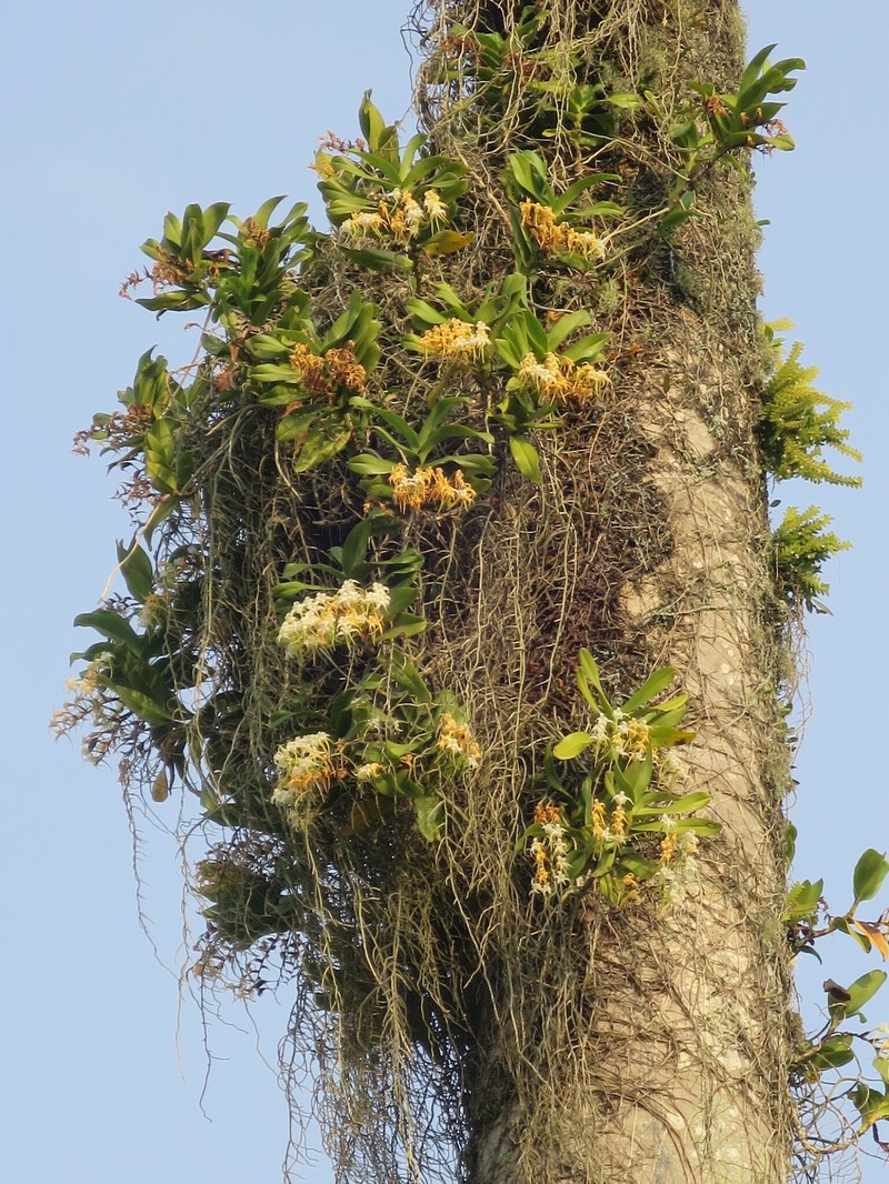 Cyrtorchis arcuata subsp. arcuata photo 3