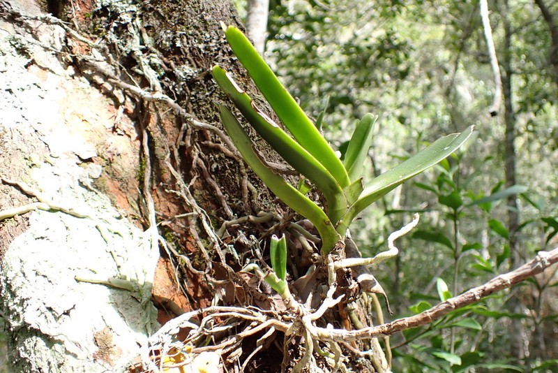 Cyrtorchis arcuata subsp. arcuata photo 4