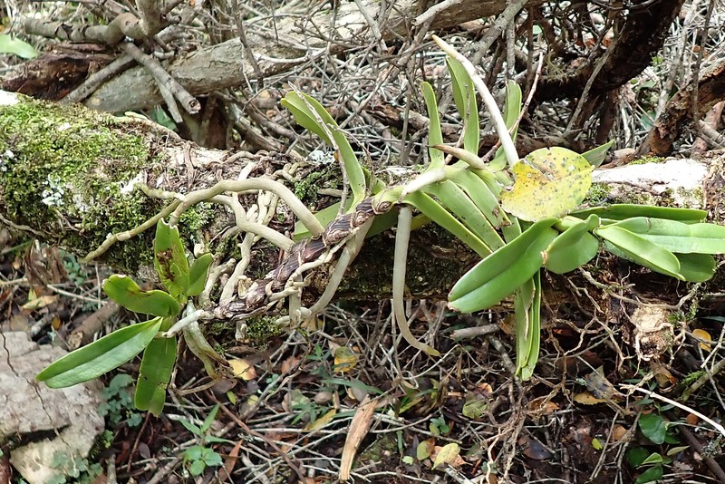 Cyrtorchis arcuata subsp. arcuata photo 5