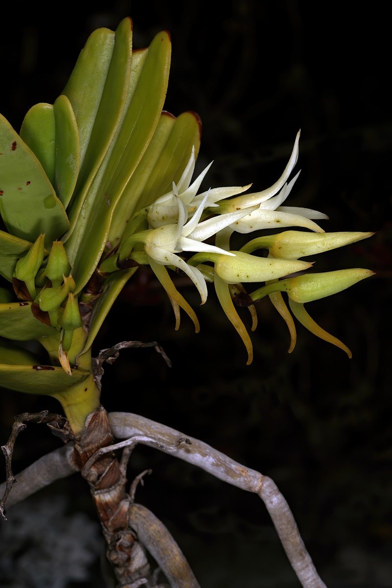 Cyrtorchis arcuata subsp. arcuata