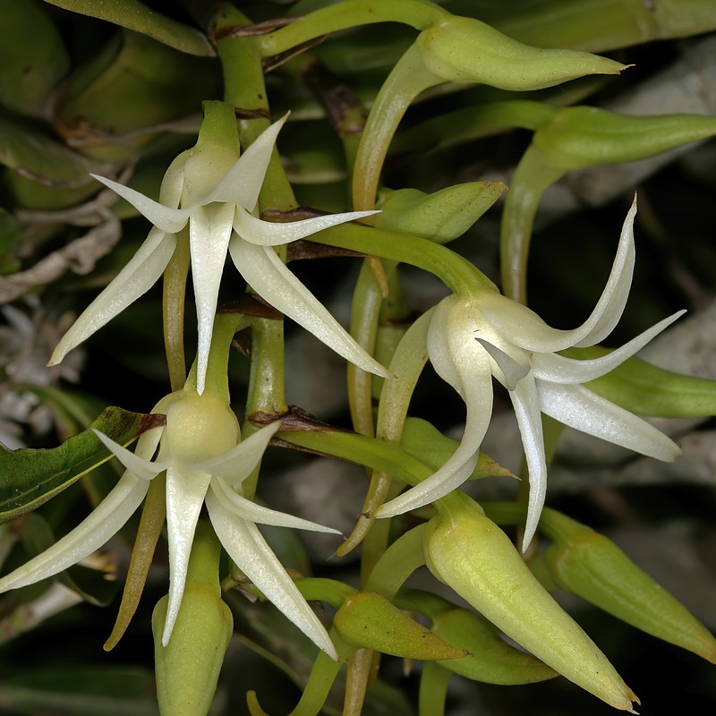 Cyrtorchis arcuata subsp. arcuata photo 6