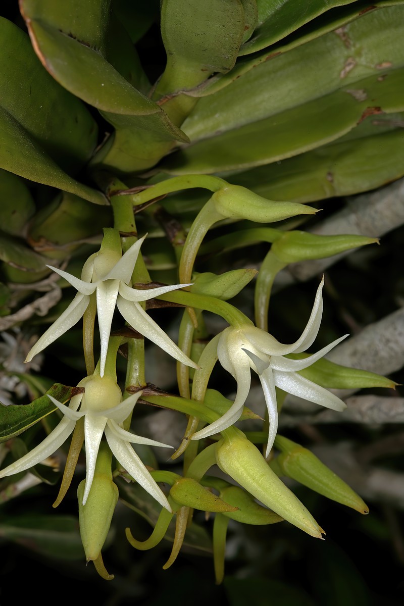 Cyrtorchis arcuata subsp. arcuata photo 7