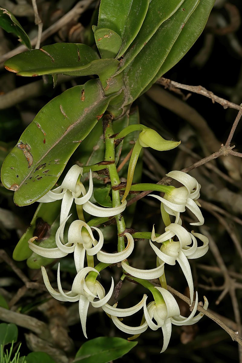 Cyrtorchis arcuata subsp. arcuata photo 8