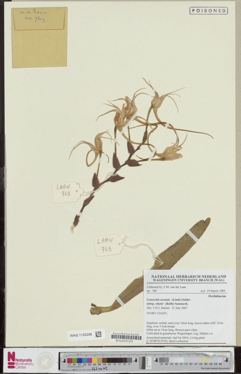 Cyrtorchis arcuata subsp. whytei