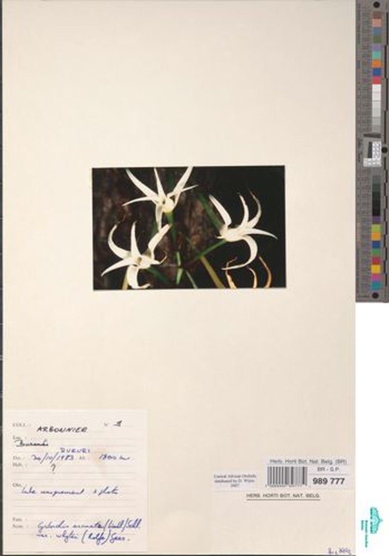 Cyrtorchis arcuata subsp. whytei photo 2