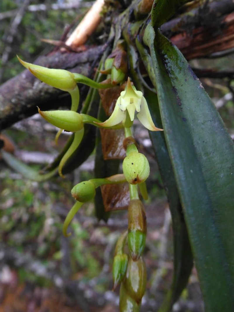 Cyrtorchis aschersonii