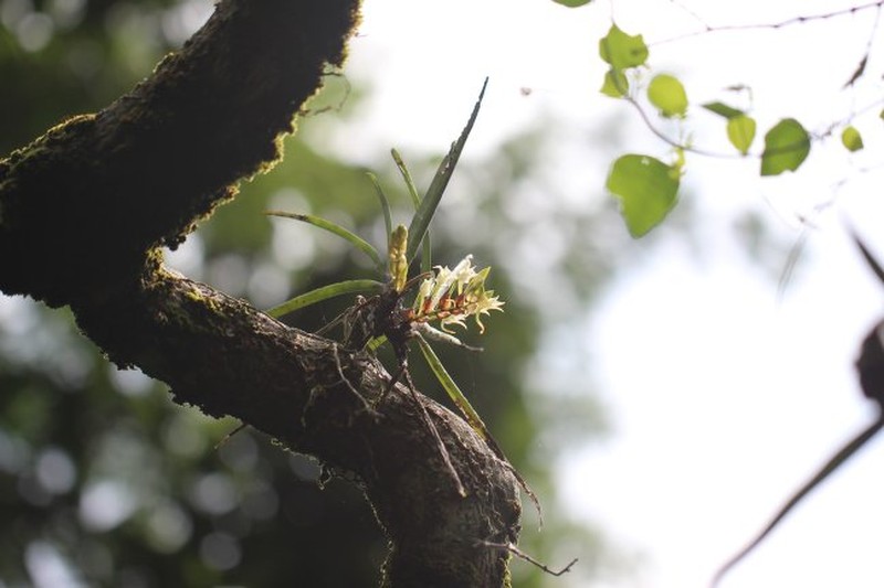 Cyrtorchis aschersonii photo 2