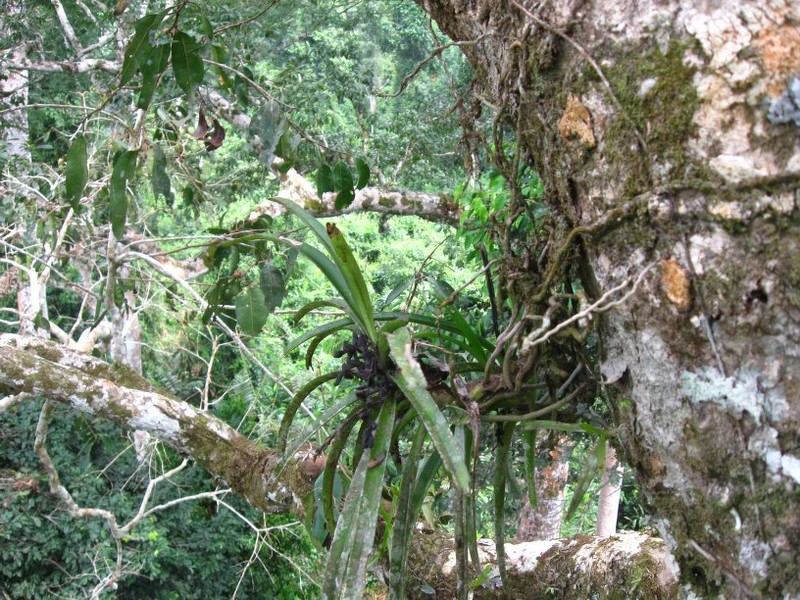 Cyrtorchis aschersonii photo 3