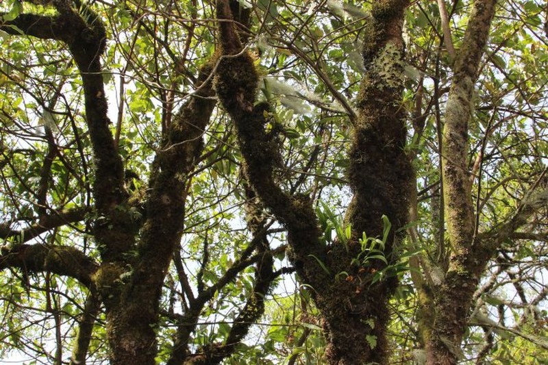 Cyrtorchis brownii