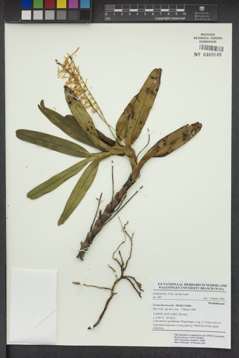 Cyrtorchis brownii photo 2