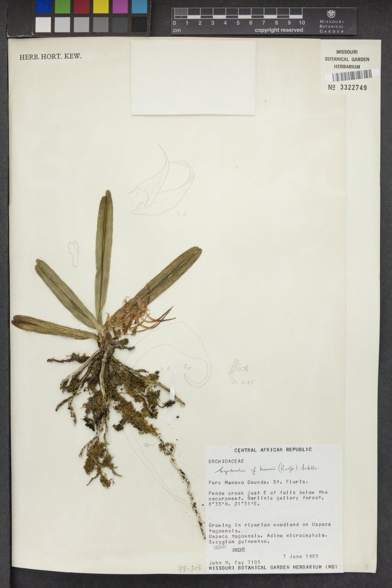 Cyrtorchis brownii photo 3
