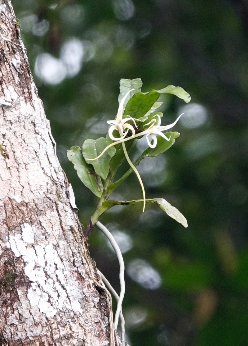 Cyrtorchis chailluana