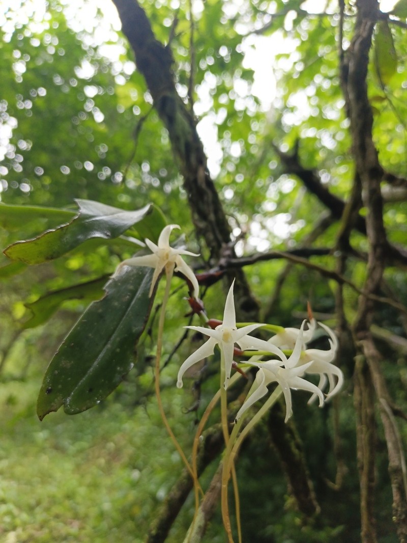 Cyrtorchis chailluana photo 2