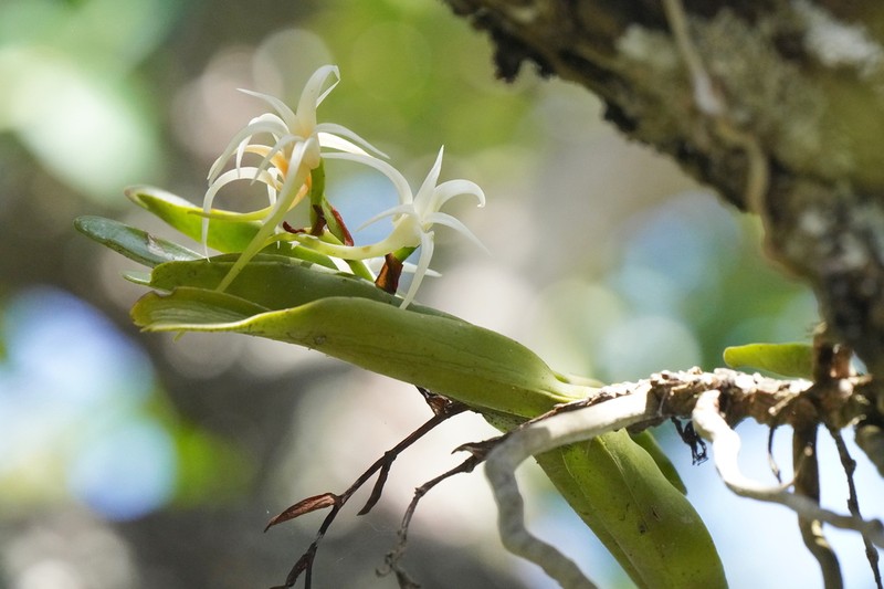 Cyrtorchis chailluana photo 3
