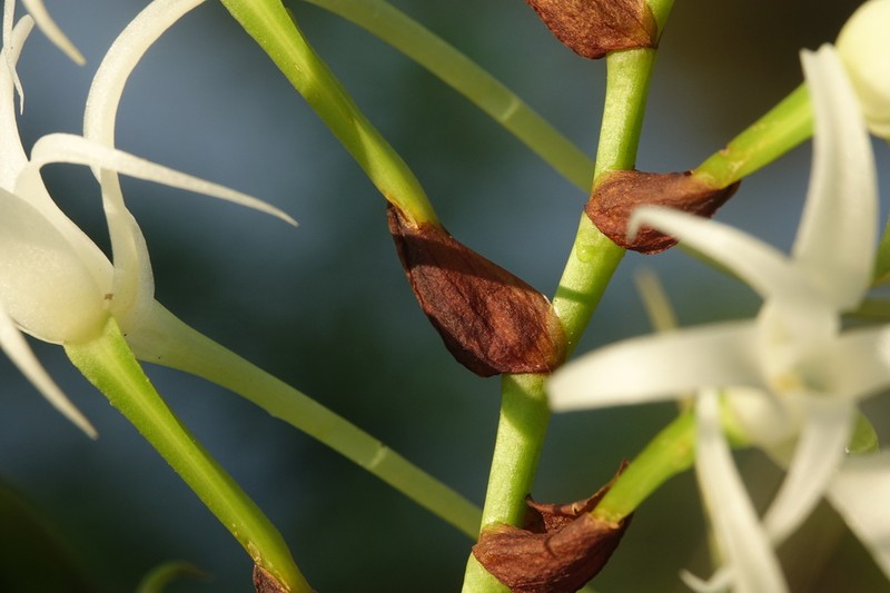 Cyrtorchis chailluana photo 4