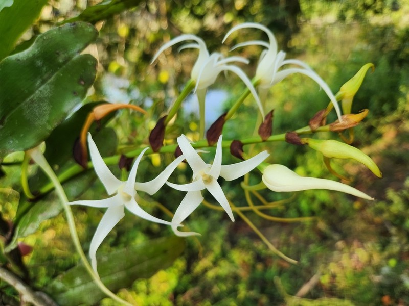 Cyrtorchis chailluana photo 8