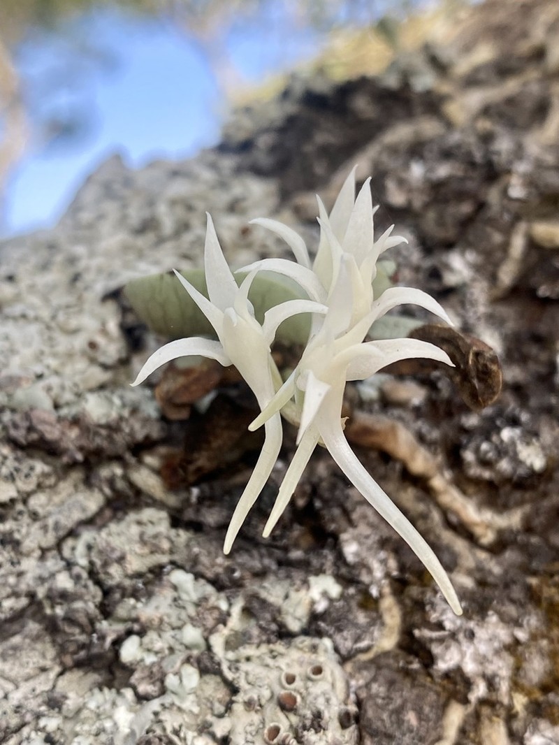 Cyrtorchis crassifolia