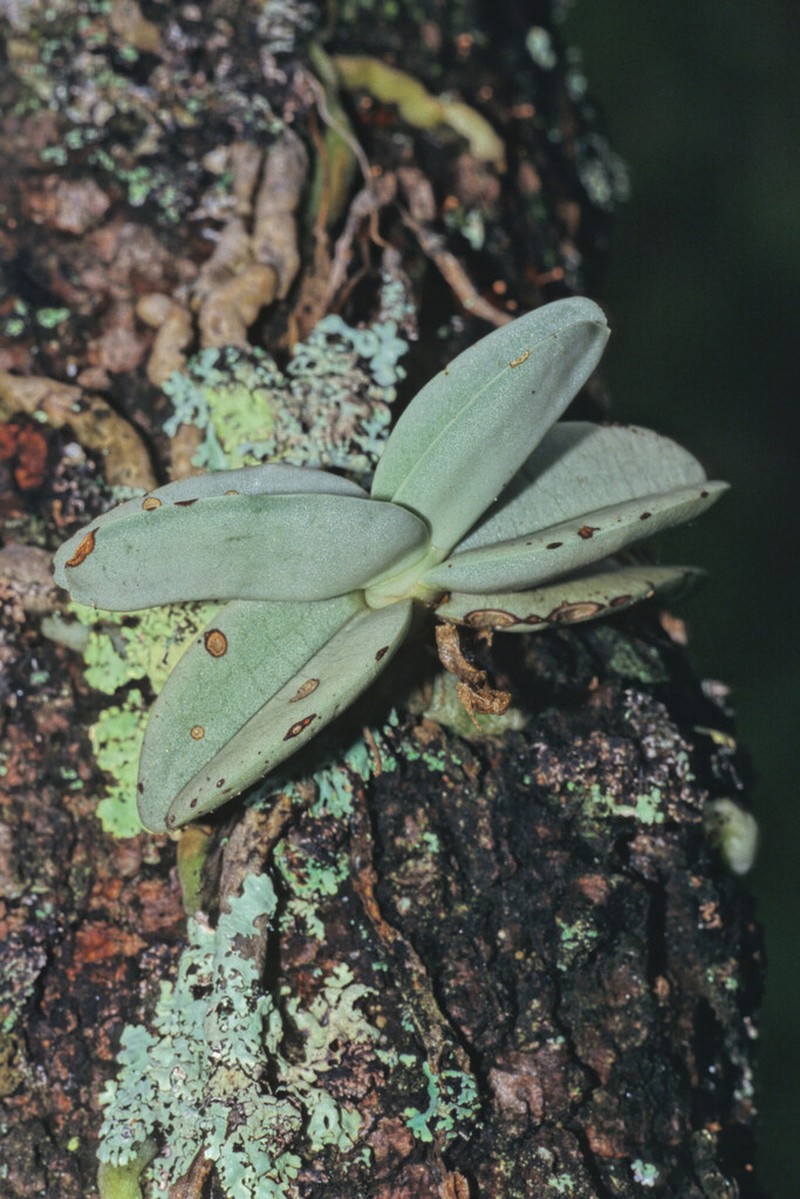 Cyrtorchis crassifolia photo 2