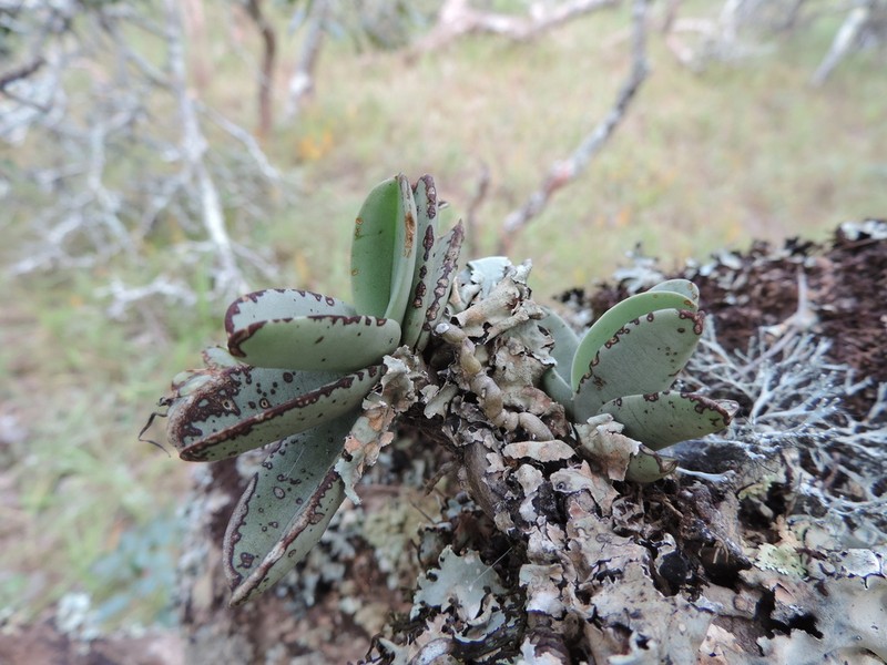Cyrtorchis crassifolia photo 3