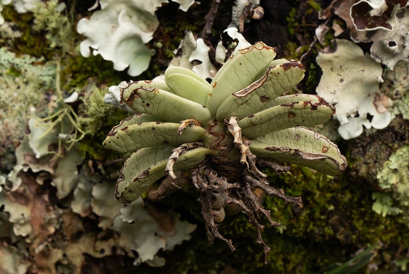 Cyrtorchis crassifolia photo 4