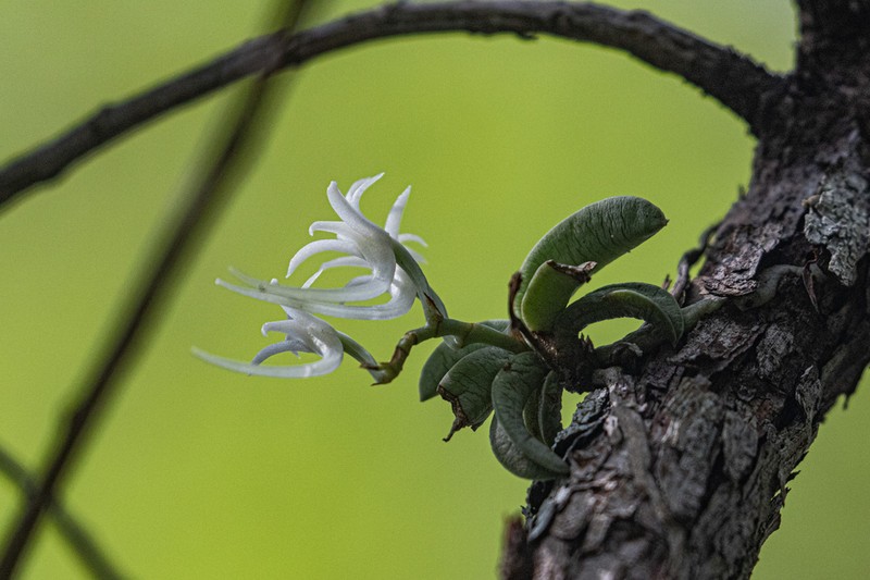 Cyrtorchis crassifolia photo 5