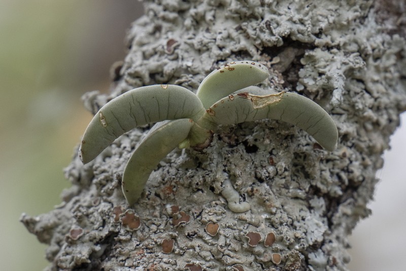 Cyrtorchis crassifolia photo 6