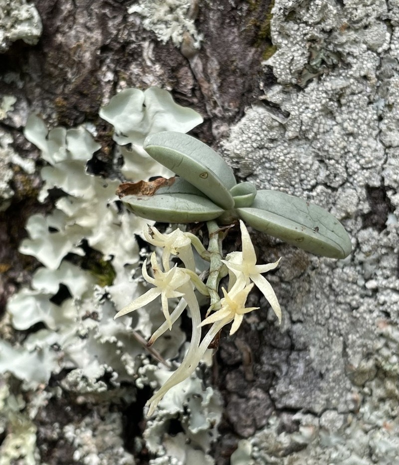 Cyrtorchis crassifolia photo 7
