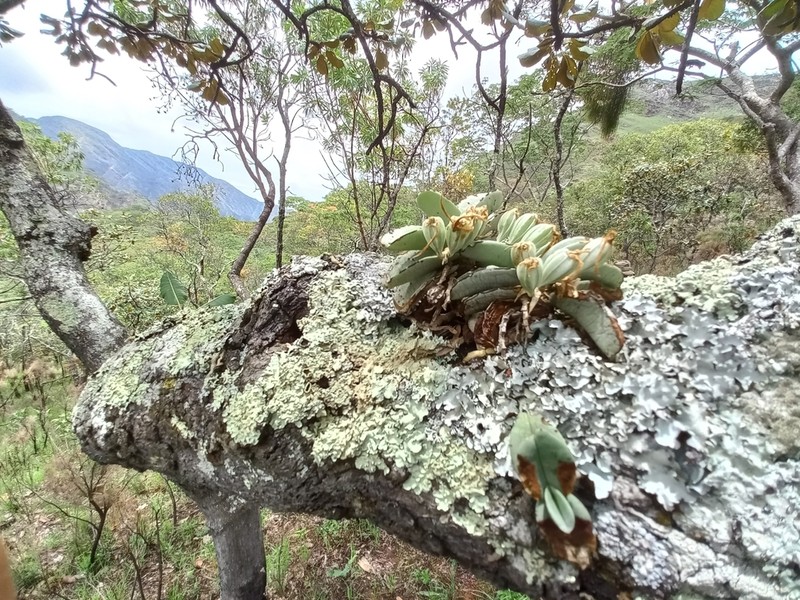 Cyrtorchis crassifolia photo 8