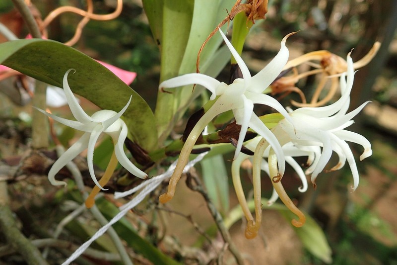 Cyrtorchis hamata photo 2