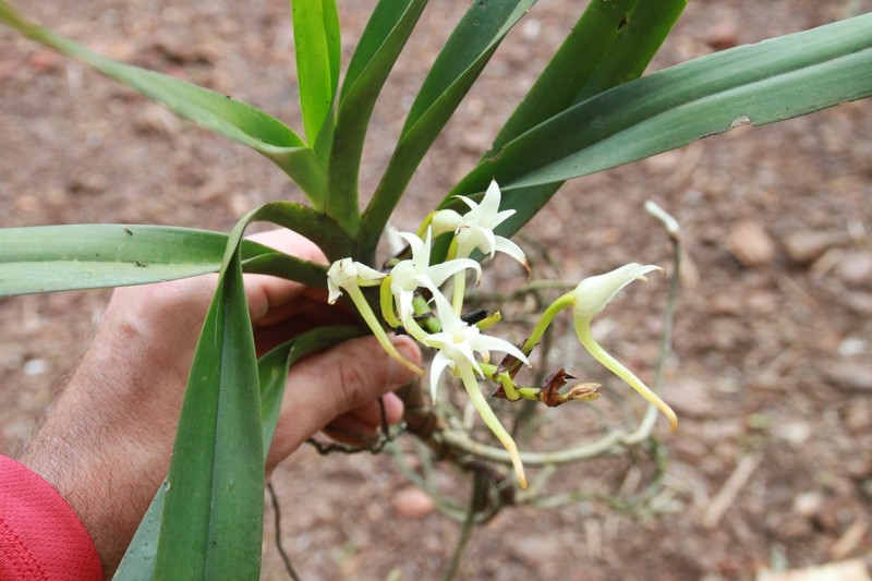 Cyrtorchis hamata photo 3