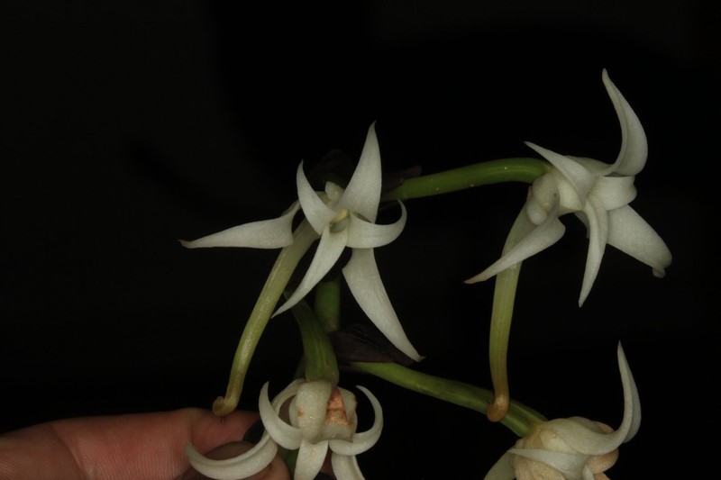 Cyrtorchis hamata photo 4