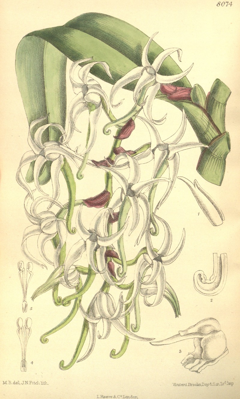 Cyrtorchis hamata