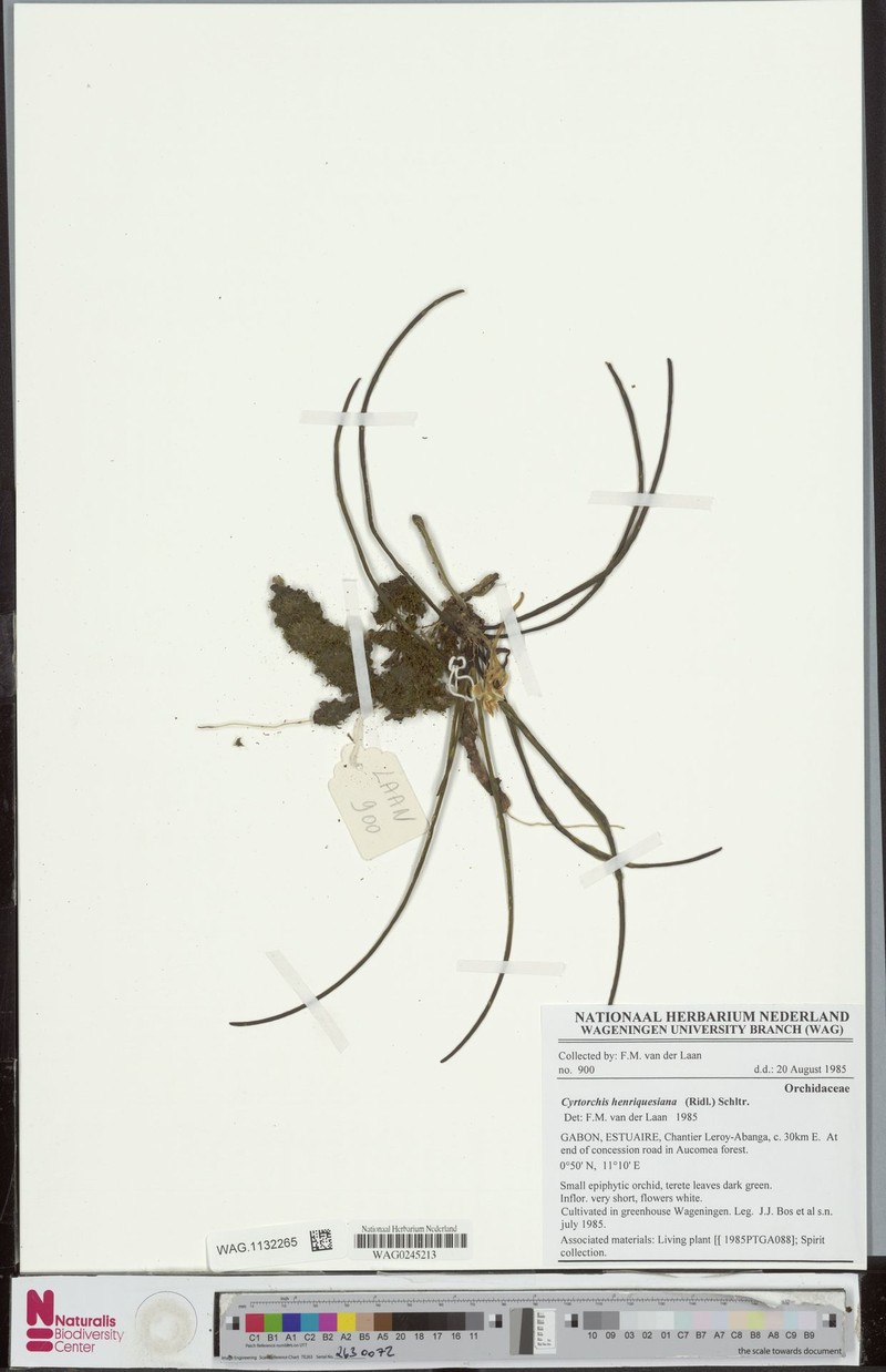 Cyrtorchis henriquesiana