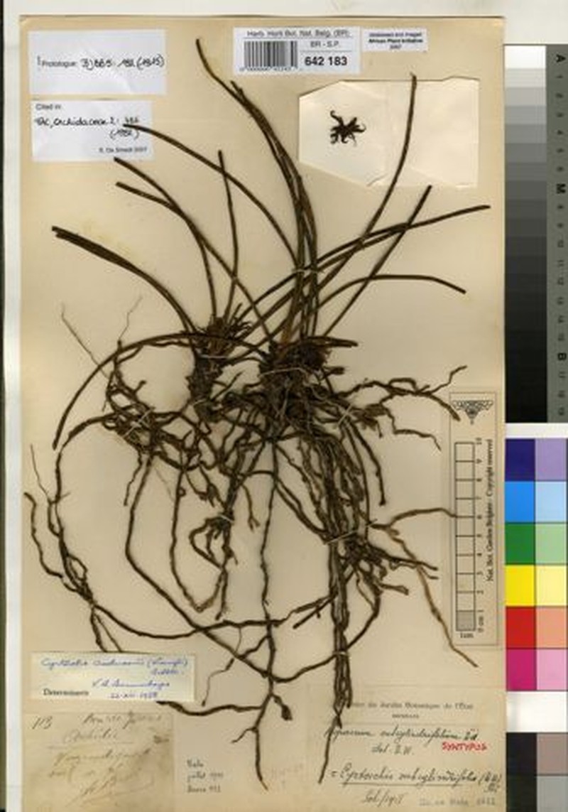 Cyrtorchis henriquesiana photo 2