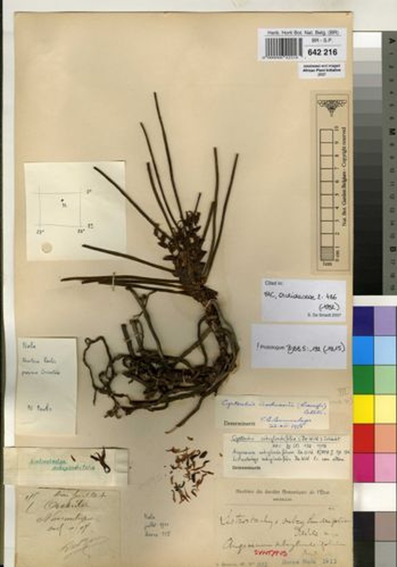 Cyrtorchis henriquesiana photo 3