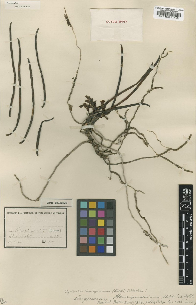 Cyrtorchis henriquesiana photo 4