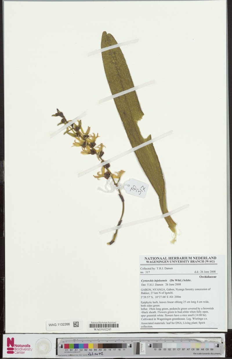 Cyrtorchis injoloensis