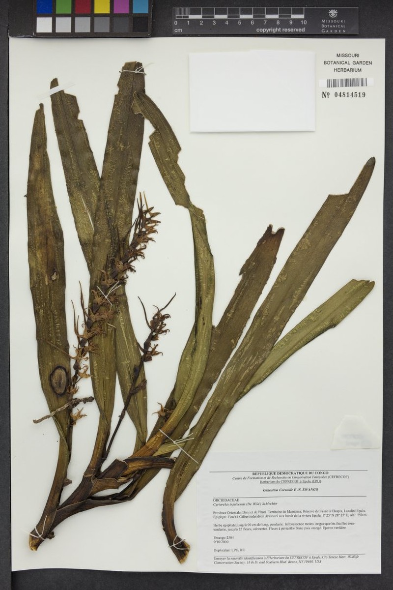 Cyrtorchis injoloensis photo 2