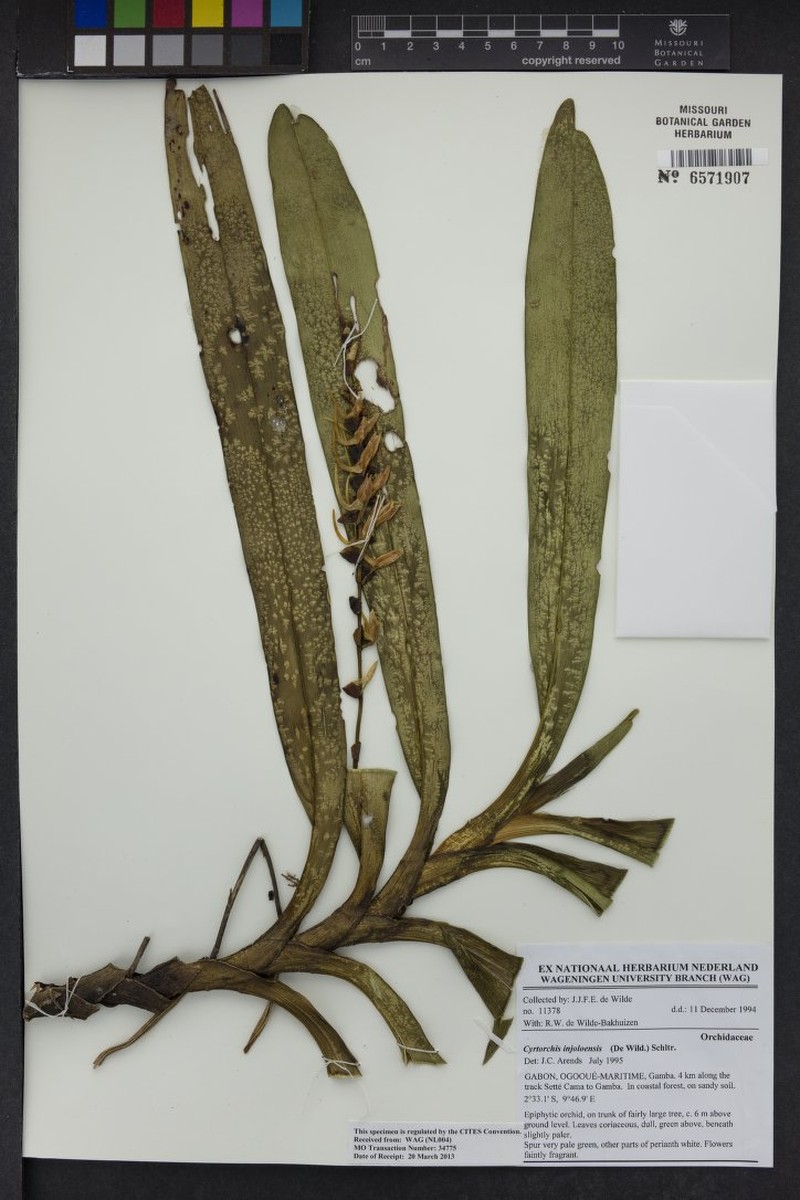 Cyrtorchis injoloensis photo 3