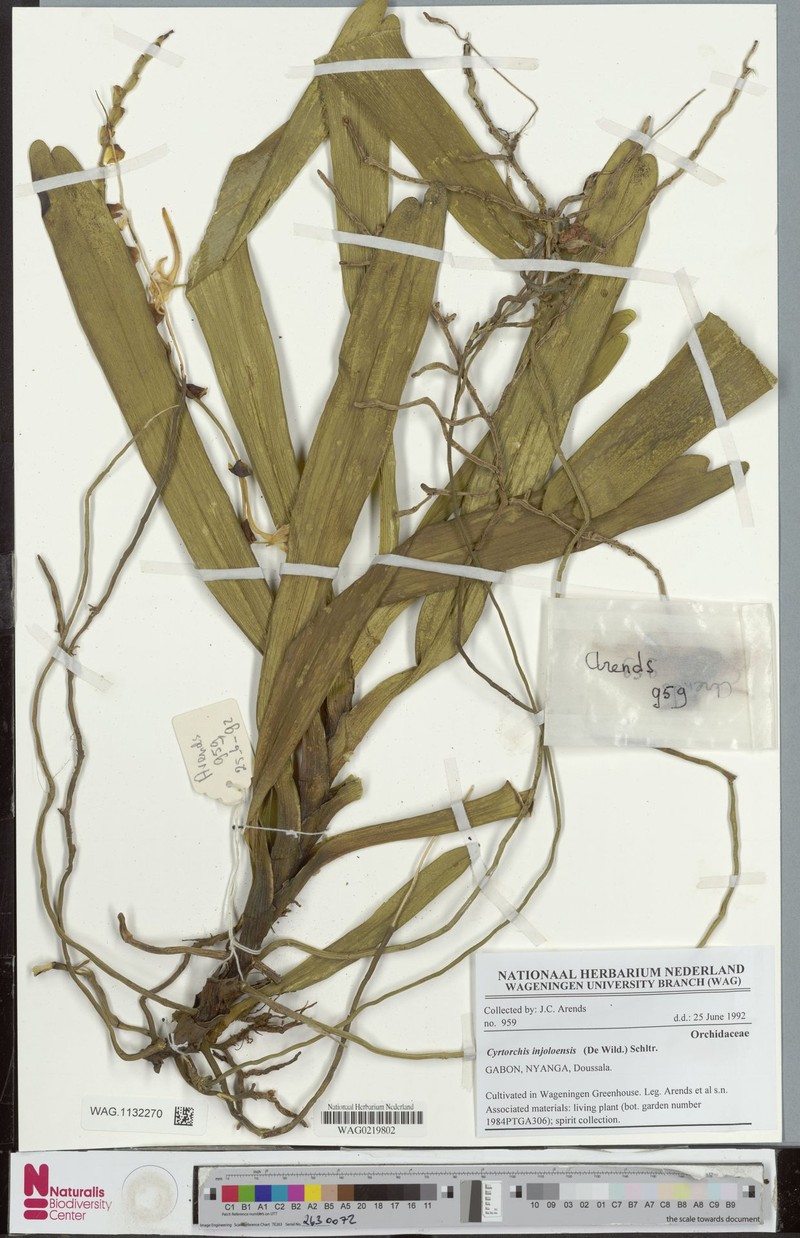 Cyrtorchis injoloensis photo 4