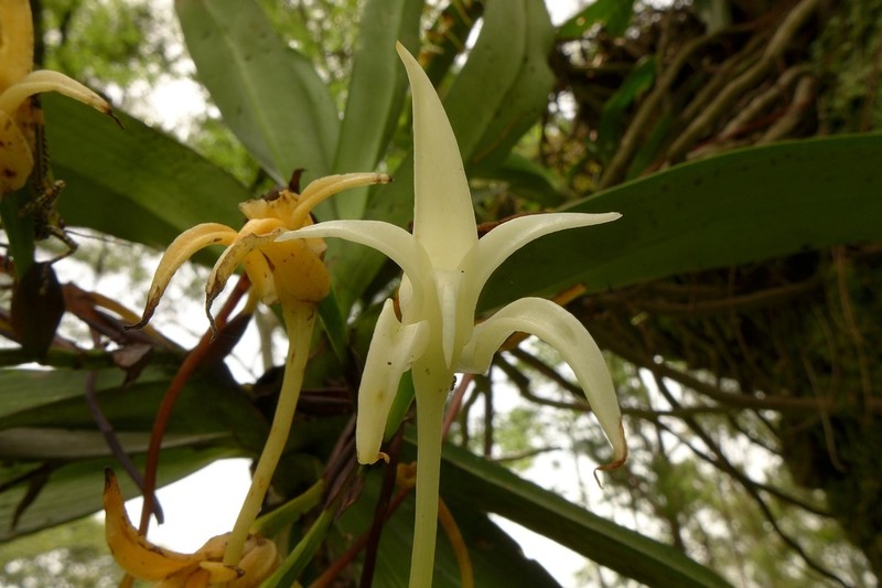 Cyrtorchis letouzeyi photo 3