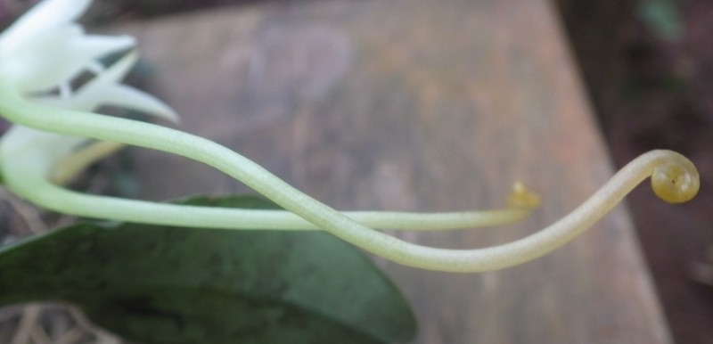 Cyrtorchis letouzeyi