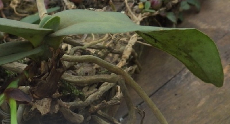 Cyrtorchis letouzeyi photo 7