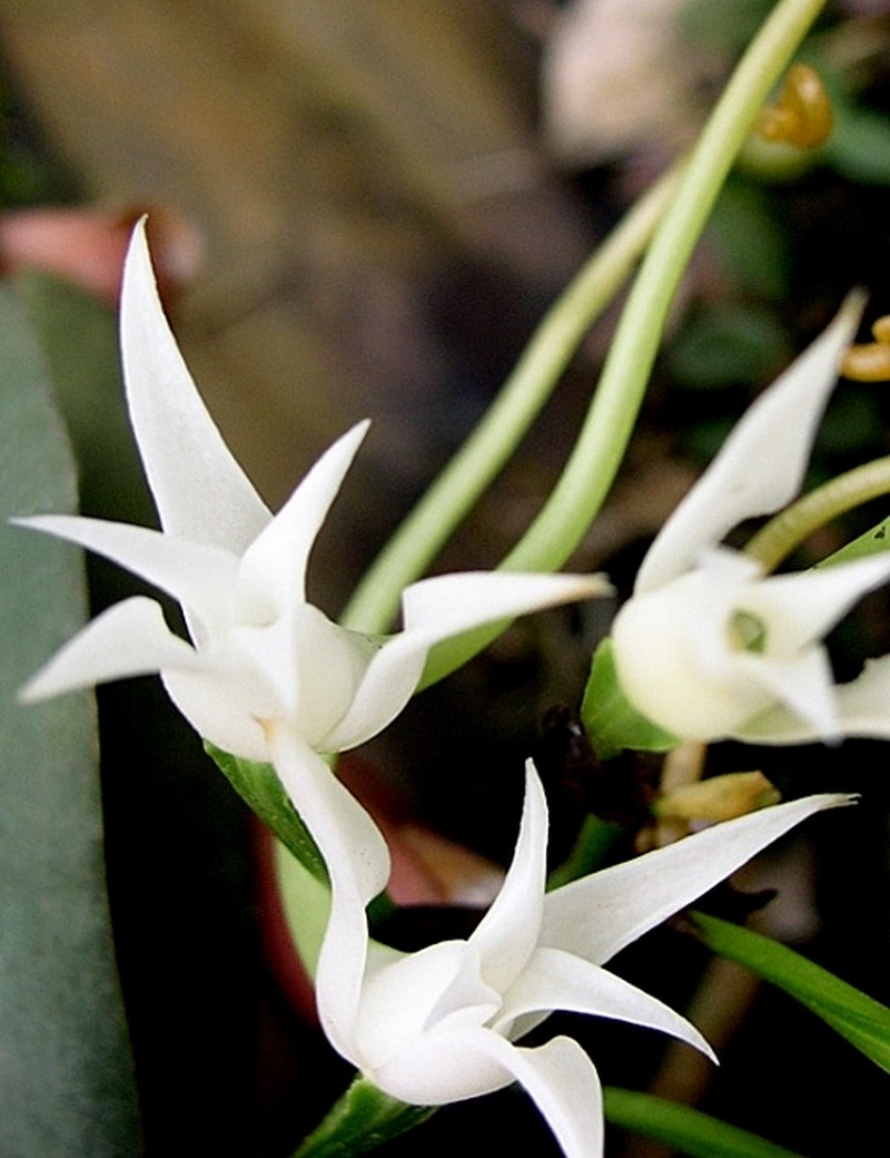 Cyrtorchis letouzeyi photo 8