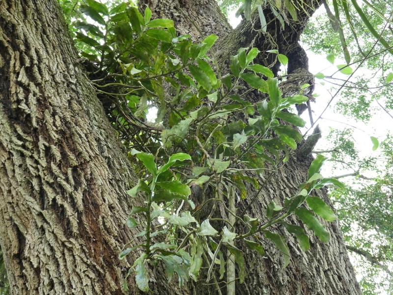 Cyrtorchis monteiroae