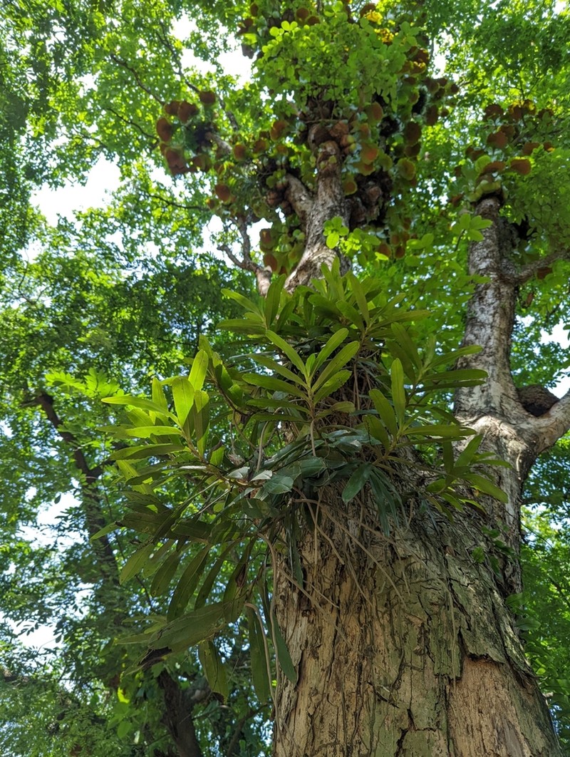 Cyrtorchis monteiroae photo 2