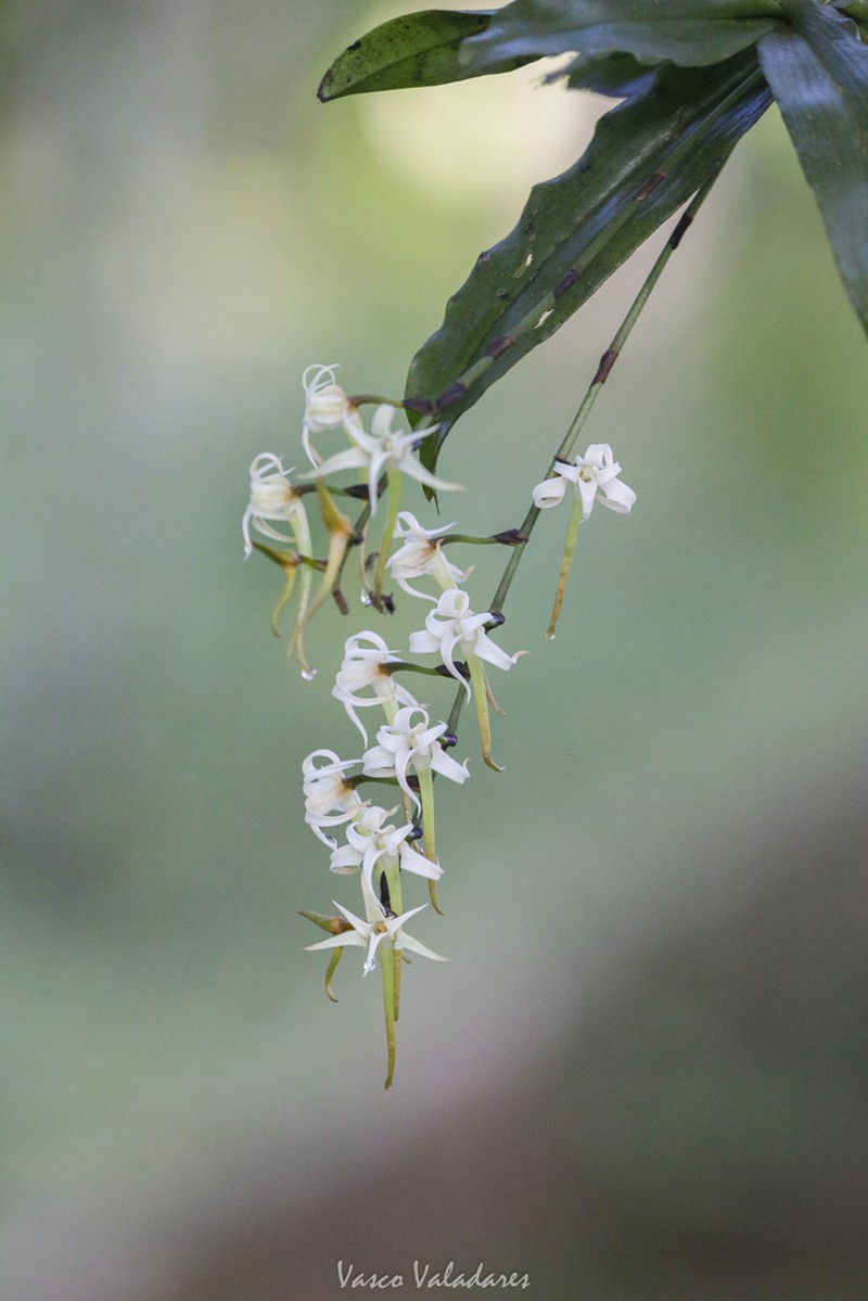 Cyrtorchis monteiroae photo 3