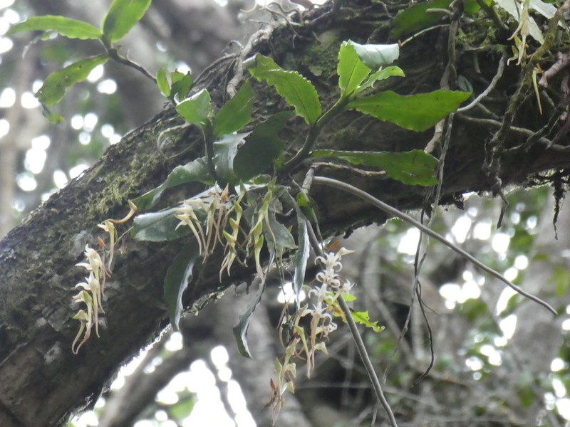 Cyrtorchis monteiroae photo 5